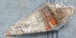 Indicator front, left